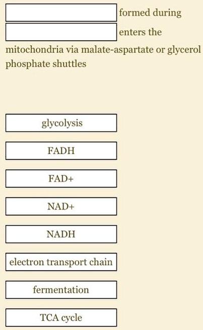 formed during enters the mitochondria via malate aspartate or glycerol ...