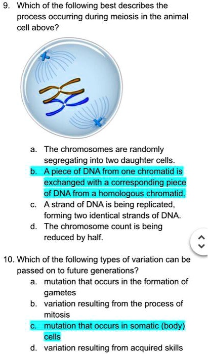 SOLVED: Which of the following best describes the process occurring during  meiosis in the animal cell above? 32 The chromosomes are randomly  segregating into two daughter cells. A piece of DNA from