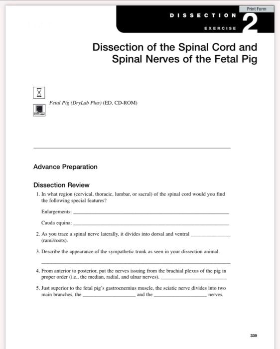 Dissection of the Spinal Cord and Spinal Nerves of the Fetal Pig
Fetal Pig (DryLab Plus) (ED, CD-ROM)
Advance Preparation
Dissection Review
1. In what region (cervical, thoracic, lumbar, or sacral) of the spinal cord would you find the following special features?
Enlargements:
Cauda equina:
2. As you trace a spinal nerve laterally, it divides into dorsal and ventral (rami/roots).
3. Describe the appearance of the sympathetic trunk as seen in your dissection animal.
4. From anterior to posterior, put the nerves issuing from the brachial plexus of the pig in proper order (i.e., the median, radial, and ulnar nerves).
5. Just superior to the fetal pig's gastrocnemius muscle, the sciatic nerve divides into two main branches, the and the nerves.