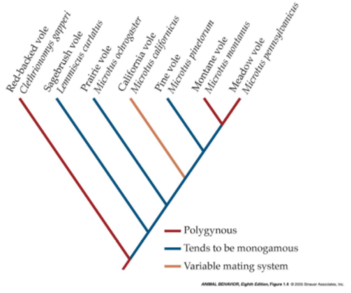 SOLVED: Did the Montane vole and Meadow vole likely inherit polygyny ...