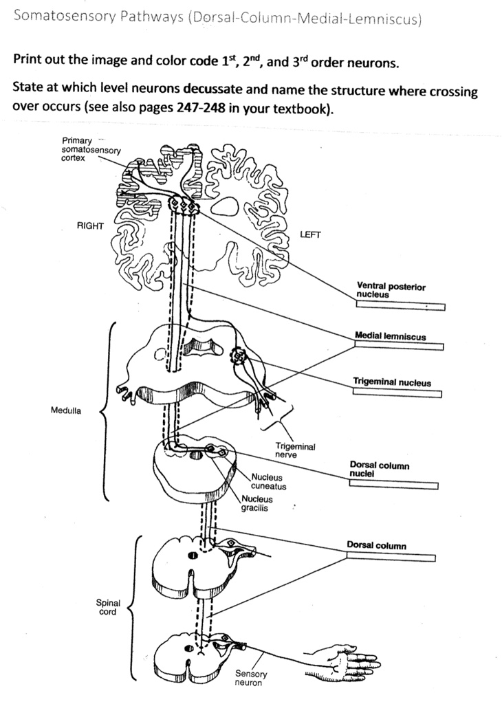 Dorsal Column Pathway Also Known As Dorsal Column Pathway Also Known As