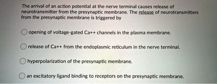 SOLVED: The arrival of an action potential at the nerve terminal causes ...