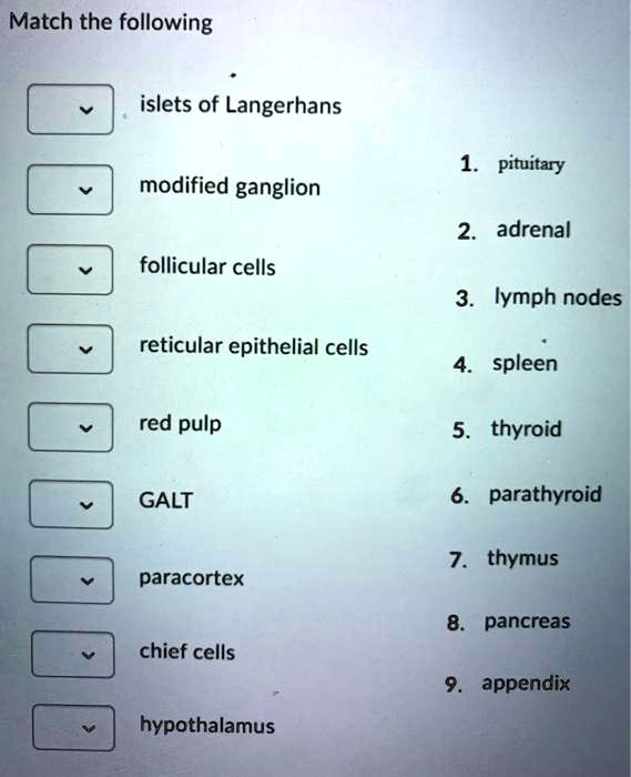 SOLVED: Match the following islets of Langerhans pituitary modified ...