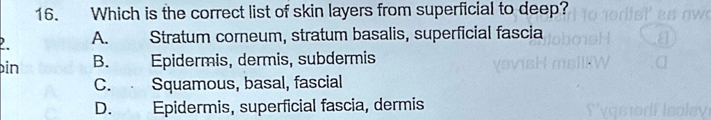 16. Which is the correct list of skin layers from superficial to deep ...