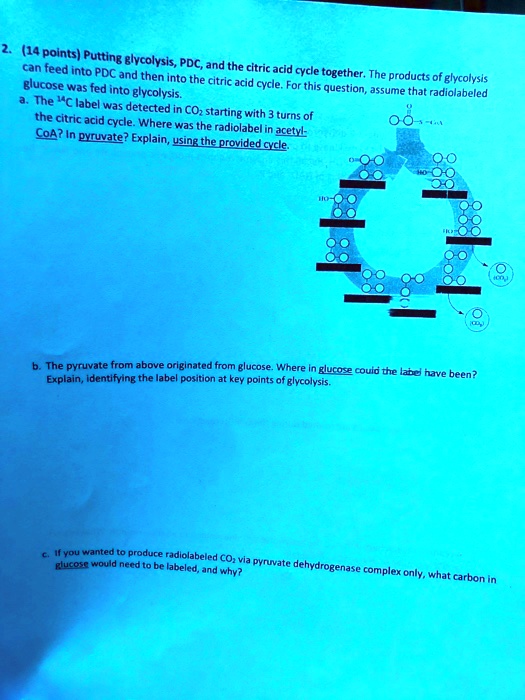 SOLVED Putting glucose into glycolysis can feed into PDC and the