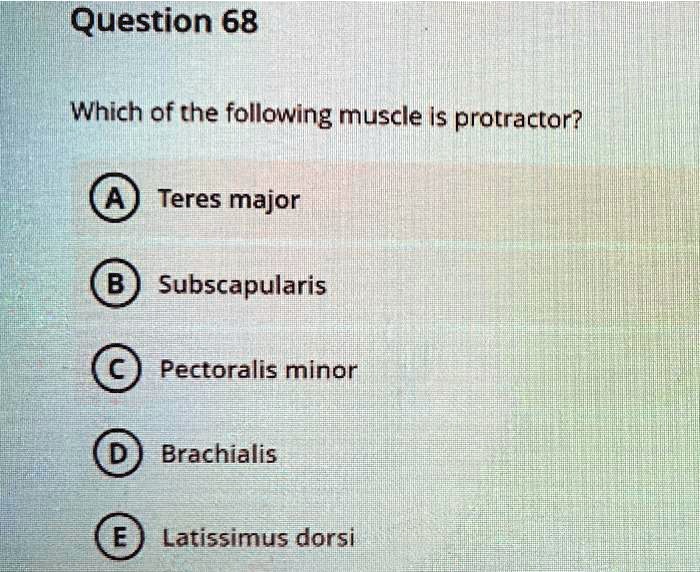 SOLVED Which of the following muscles is a protractor? Teres major