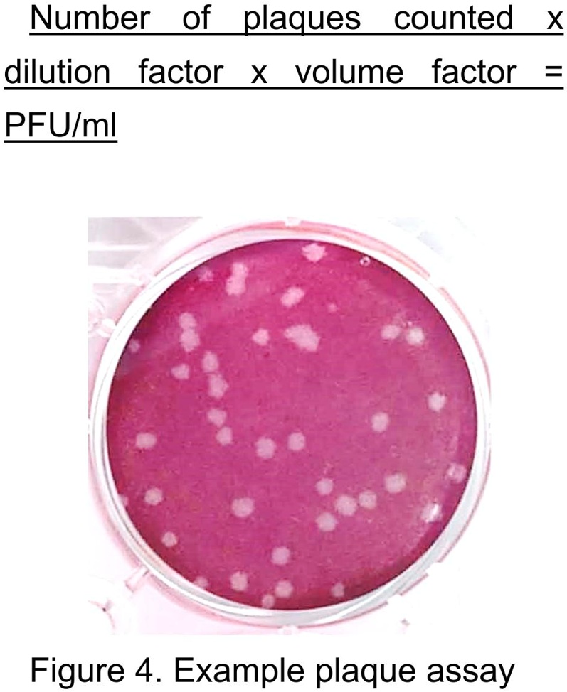 SOLVED Number of plaques counted X dilution factor x volume factor I