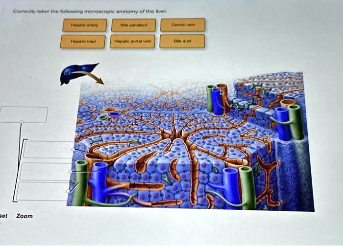 SOLVED Text Correctly label the following microscopic anatomy of the