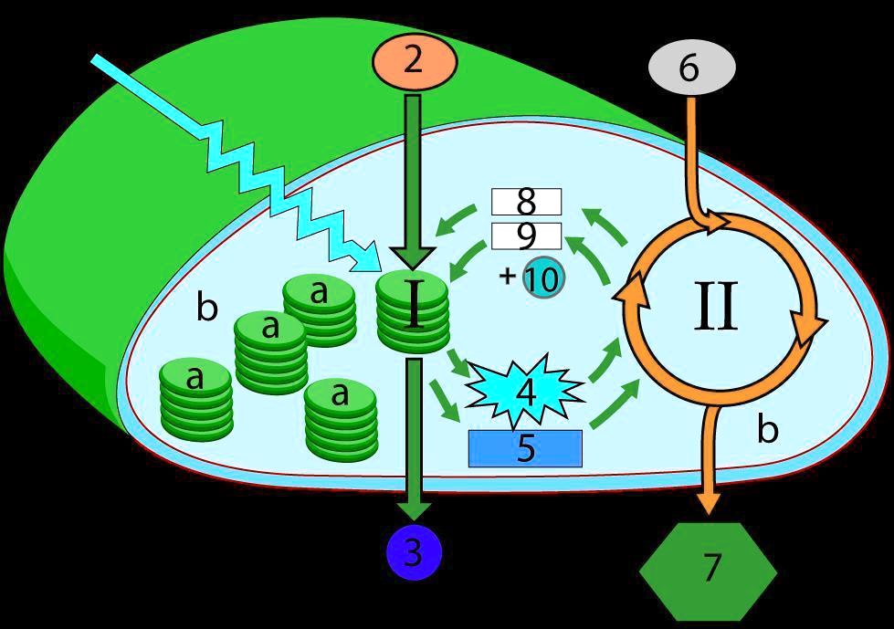 Independence Cycle SOLVED: 'Using the Letter and Numbers on this diagram, match the ...
