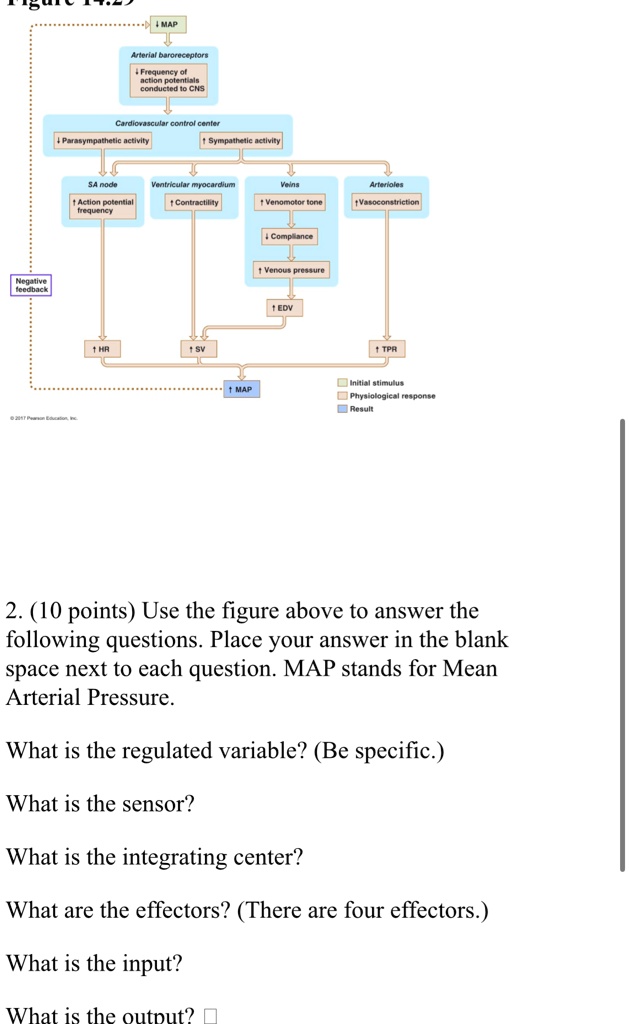 Negative MAP Arterial baroreceptors Frequency of potentials conducted ...