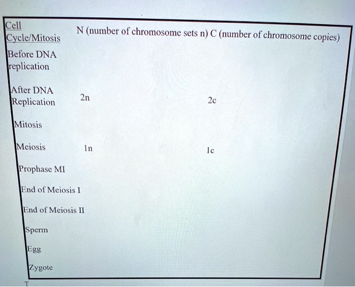 SOLVED Cell CyclelMitosis Before DNA replication N (number of