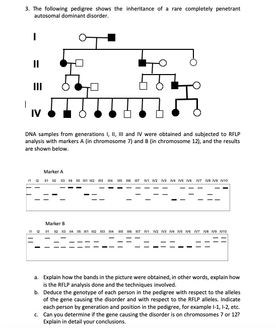 Solved The Following Pedigree Shows The Inheritance Of A Rare Completely Penetrant Autosomal 0237