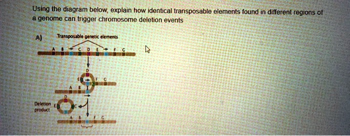 SOLVED: Using the diagram below, explain how identical transposable ...