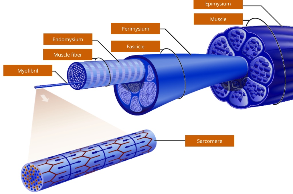 A single skeletal muscle contains many muscle fibers. Different ...