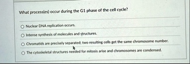 what processes occur during the g1 phase of the cell cycle nuclear dna replication occurs intense synthesis of molecules and structures chromatids are precisely separated two resulting cells 39883