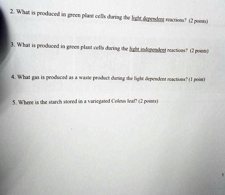 SOLVED 2. What is produced in green plant cells during the light