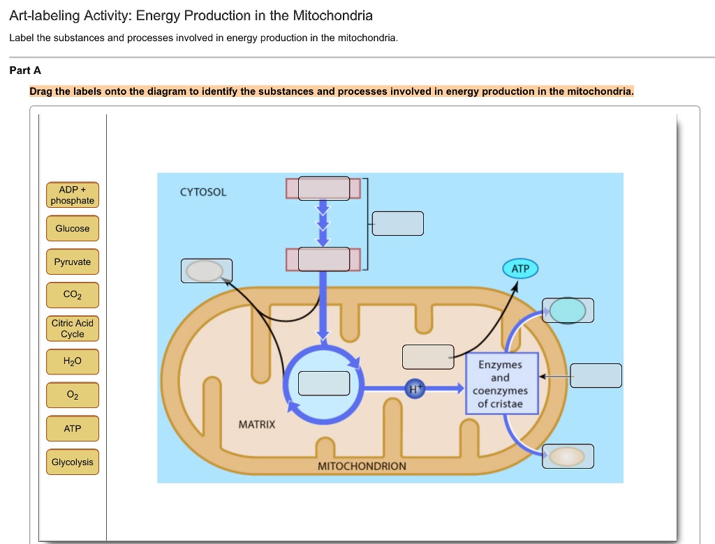 Art-labeling Activity: Energy Production in the Mitochondria Label the ...