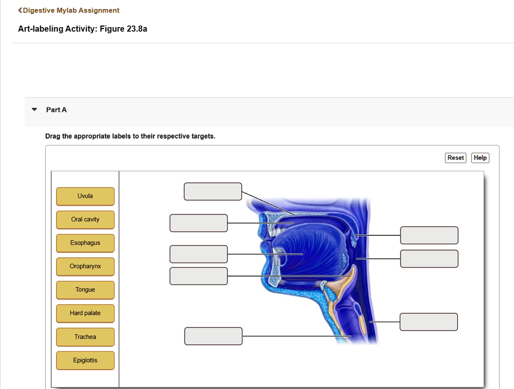 art labeling activity figure 238a part a drag the appropriate labels to ...