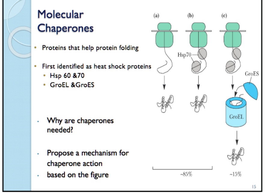 solved-molecular-chaperones-proteins-that-help-with-protein-folding