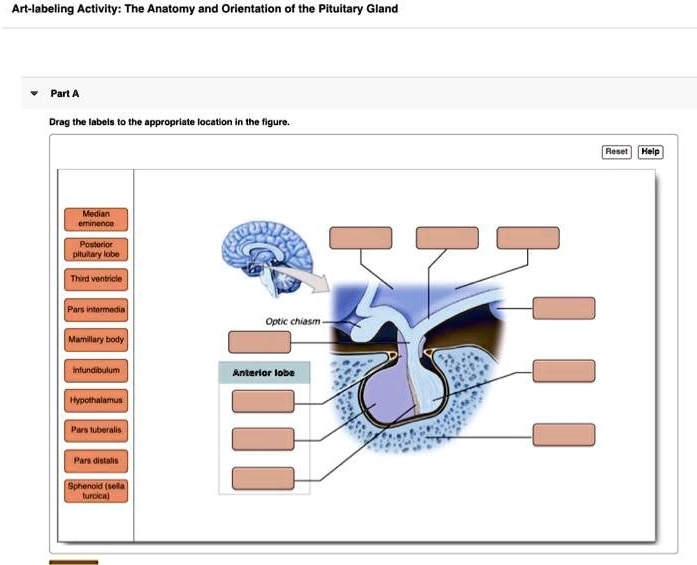 Art-labeling Activity: The Anatomy and Orientation of the Pituitary ...