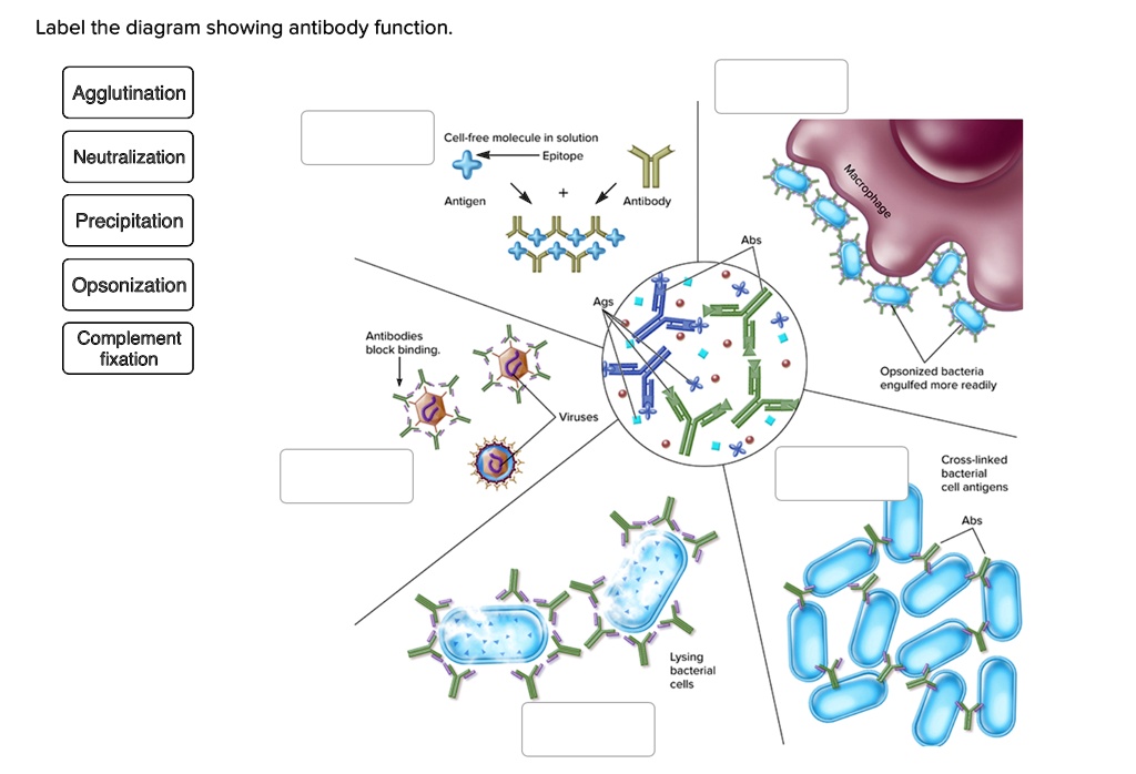 SOLVED Label the diagram showing antibody function. Label the diagram