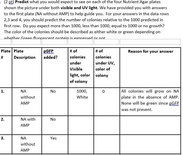 (2 pt) Predict what you would expect to see on each of the four Nutrient Agar plates shown the picture under both visible and UV light. We have provided you with answers to the first plate (NA without AMP) to help guide you. For your answers in the data rows 2,3 and 4, you should predict the number of colonies relative to the 1000 predicted in first row. Do you expect more than 1000, less than 1000, equal to 1000 or no growth? The color of the colonies should be described as either white or green depending on whether Green fluorescent protein is expressed or not.

Plate # | Plate Description | pGFP added? | # of colonies under Visible light, color of colony | # of colonies under UV, color of colony | Reason for your answer
1. | NA without AMP | No | 1000, White | 0 | All colonies will grow on NA plate in the absence of AMP. None will be green since pGFP was not present.
2. | NA with AMP | No | | |
3. | NA without AMP | Yes | | |