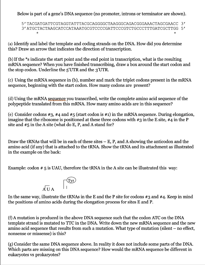 Below is part of a gene's DNA sequence (no promoter, introns or terminator are shown).

5' TACGATGATTCGTAGGTATTTACGCAGGGGCTAAGGGCAGACGGGAAACTAGCGAACC 3'
3' ATGCTACTAAGCATCCATAAATGCGTCCCCGATTCCCGTCTGCCCTTTGATCGCTTGG 5'
   *                                                       *

(a) Identify and label the template and coding strands on the DNA. How did you determine
this? Draw an arrow that indicates the direction of transcription.

(b) If the *s indicate the start point and the end point in transcription, what is the resulting
mRNA sequence? When you have finished transcribing, draw a box around the start codon and
the stop codon. Underline the 5'UTR and the 3'UTR.

(c) Using the mRNA sequence in (b), number and mark the triplet codons present in the mRNA
sequence, beginning with the start codon. How many codons are present?

(d) Using the mRNA sequence you transcribed, write the complete amino acid sequence of the
polypeptide translated from this mRNA. How many amino acids are in this sequence?

(e) Consider codons #3, #4 and #5 (start codon is #1) in the mRNA sequence. During elongation,
imagine that the ribosome is positioned at these three codons with #3 in the E site, #4 in the P
site and #5 in the A site (what do E, P, and A stand for?

Draw the tRNAs that will be in each of these sites – E, P, and A showing the anticodon and the
amino acid (if any) that is attached to the tRNA. Show the tRNA and its attachment as illustrated
in the example on the back:

Example: codon # 5 is UAU, therefore the tRNA in the A site can be illustrated this way:

   Tyr
   |
 A U A

In the same way, illustrate the tRNAs in the E and the P site for codons #3 and #4. Keep in mind
the positions of amino acids during the elongation process for sites E and P.

(f) A mutation is produced in the above DNA sequence such that the codon ATC on the DNA
template strand is mutated to TTC in the DNA. Write down the new mRNA sequence and the new
amino acid sequence that results from such a mutation. What type of mutation (silent – no effect,
nonsense or missense) is this?

(g) Consider the same DNA sequence above. In reality it does not include some parts of the DNA.
Which parts are missing on this DNA sequence? How would the mRNA sequence be different in
eukaryotes vs prokaryotes?