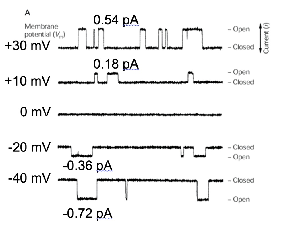 A
0.54 pA
Membrane
- Open
potential (Vm)
+30 mV
- Closed
0.18 pA
+10 mV
Open
Closed
0 mV
-20 mV-
- Closed
Open
-0.36 pA
-40 mV
- Closed
Open
-0.72 pA