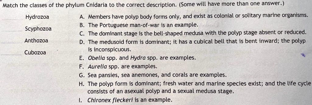 Match the classes of the phylum Cnidaria to the correct description. (Some will have more than one answer.)
Hydrozoa
Scyphozoa
Anthozoa
Cubozoa
A. Members have polyp body forms only, and exist as colonial or solitary marine organisms.
B. The Portuguese man-of-war is an example.
C. The dominant stage is the bell-shaped medusa with the polyp stage absent or reduced.
D. The medusoid form is dominant; it has a cubical bell that is bent inward; the polyp
is inconspicuous.
E. Obelia spp. and Hydra spp. are examples.
F. Aurelia spp. are examples.
G. Sea pansies, sea anemones, and corals are examples.
H. The polyp form is dominant; fresh water and marine species exist; and the life cycle
consists of an asexual polyp and a sexual medusa stage.
I. Chironex fleckeri is an example.