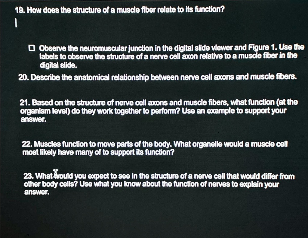 [GET ANSWER] 19. How does the structure of a muscle fiber relate to its ...