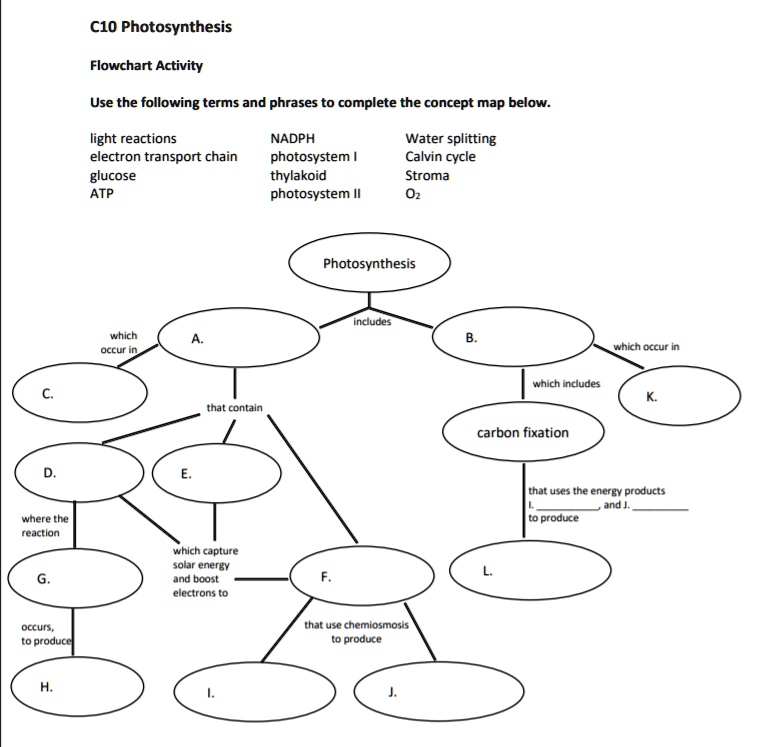 SOLVED: Photosynthesis Flowchart Activity Use the following terms and ...