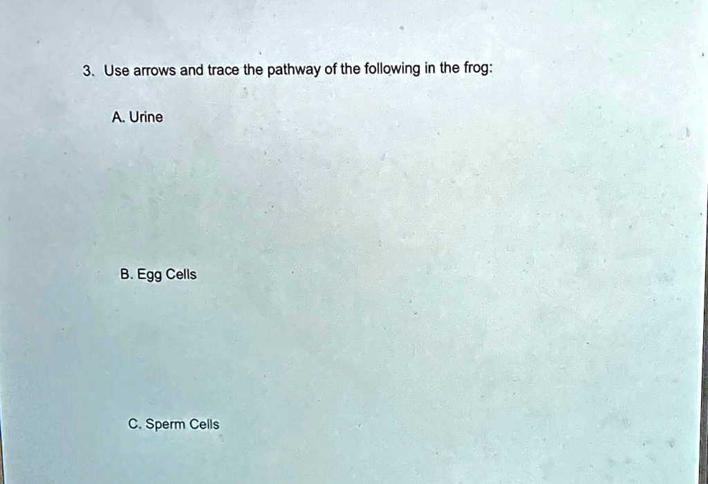 SOLVED 'Laboratory Zoology Urogenital System (Frog) 3. Use arrows and