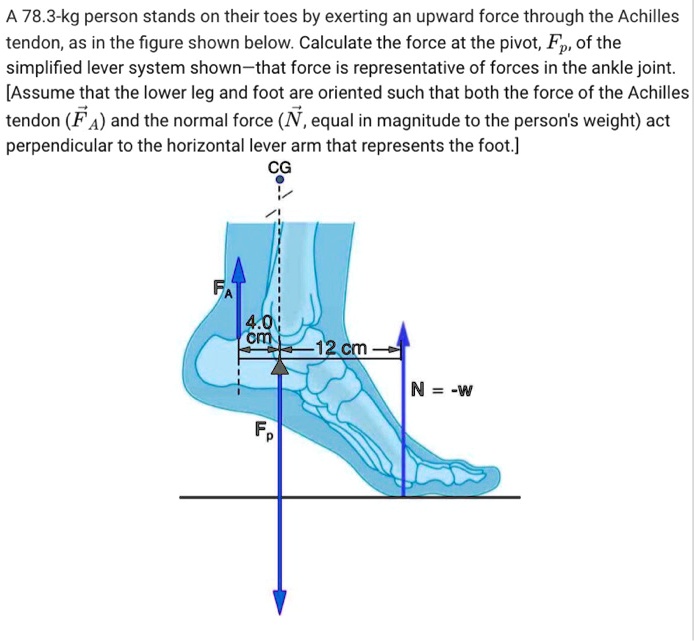 SOLVED: A 78.3-kg person stands on their toes by exerting an upward ...