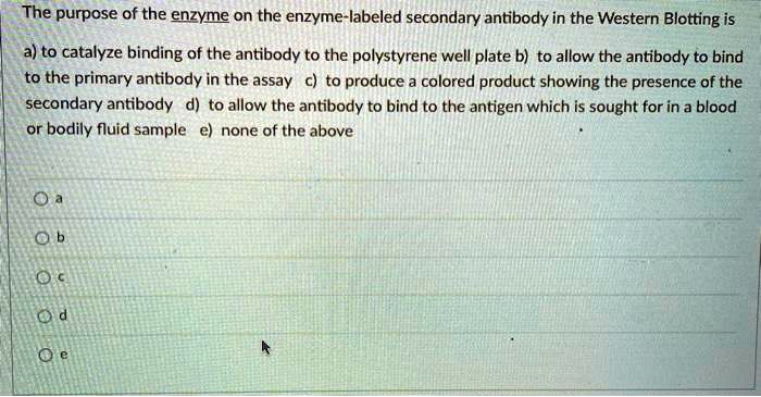 The purpose of the enzyme on the enzyme-labeled secondary antibody in the Western Blotting is
a) to catalyze binding of the antibody to the polystyrene well plate b) to allow the antibody to bind
to the primary antibody in the assay c) to produce a colored product showing the presence of the
secondary antibody d) to allow the antibody to bind to the antigen which is sought for in a blood
or bodily fluid sample e) none of the above

a
b
c
d
e