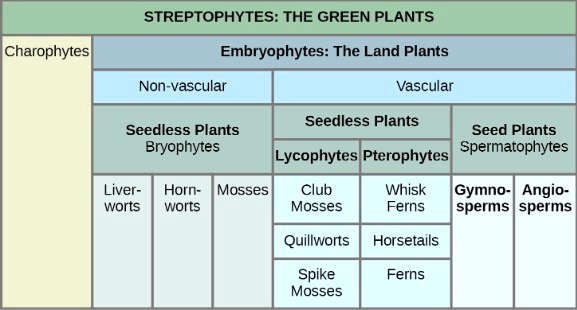 STREPTOPHYTES: THE GREEN PLANTS
Charophytes
Embryophytes: The Land Plants
Non-vascular
Vascular
Seedless Plants Bryophytes
Seedless Plants
Lycophytes
Pterophytes
Seed Plants Spermatophytes
Liverworts
Hornworts
Mosses
Club Mosses
Whisk Ferns
Gymnosperms
Angiosperms
Quillworts
Horsetails
Spike Mosses
Ferns
