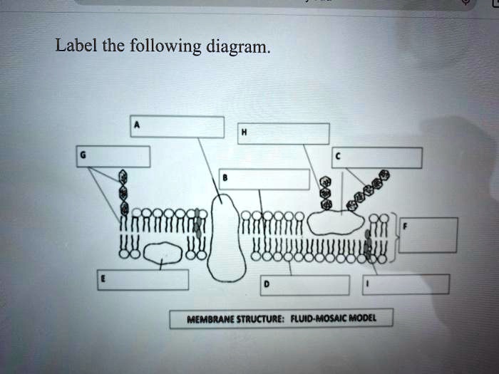SOLVED: Label the following diagram. MeMbRaNe Structure:] Fluio-Mosaic ...