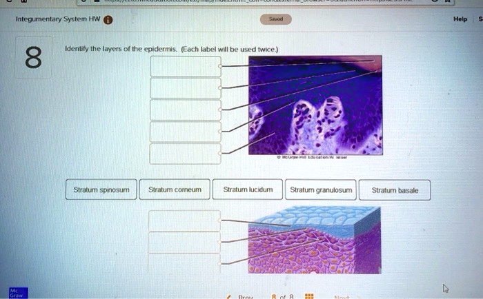 Identify the layers of the epidermis. (Each label will be used twice.)
Stratum spinosum
Stratum corneum
Stratum lucidum
Stratum granulosum
Stratum basale