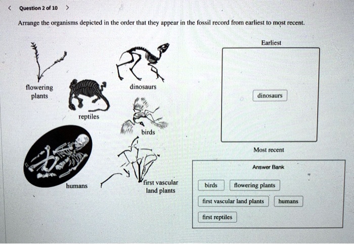 SOLVED: Question 2 of 10 Arrange the organisms depicted in the rder that  they appear in the fossil record from earliest most rccent: Earliest  flowering plants dinosaurs dinosaurs reptiles birds Movt recent