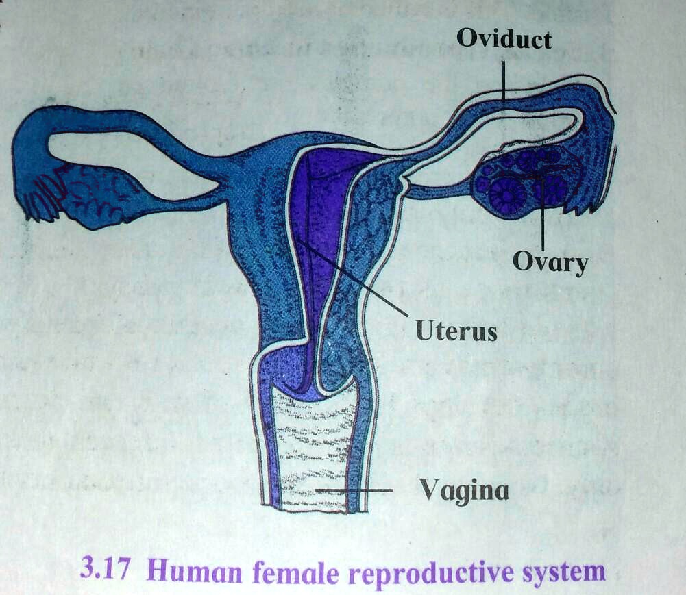 Free Vector | Female reproductive system and its main parts