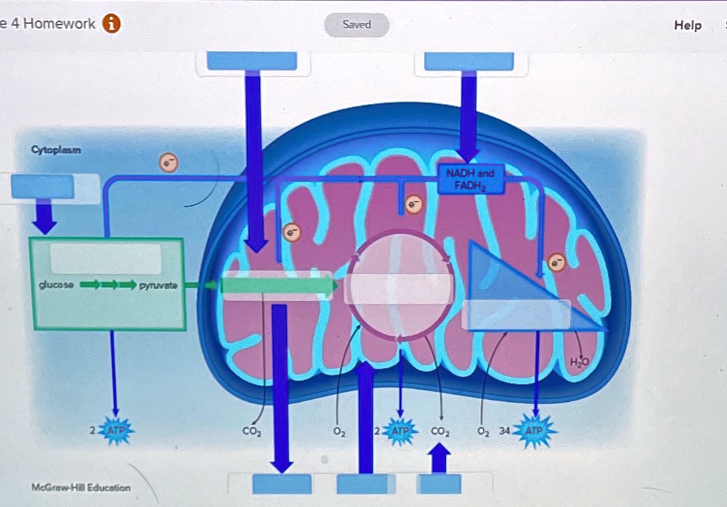 SOLVED: Many Of The B Vitamins Interact With The Coenzymes Of The ...