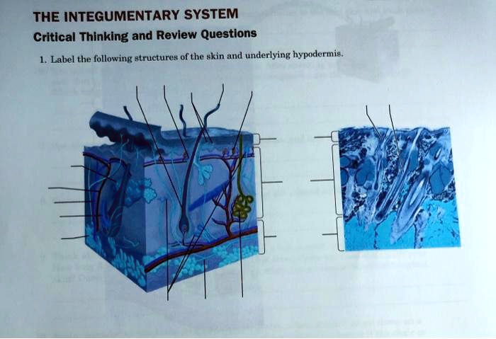 integumentary system critical thinking questions