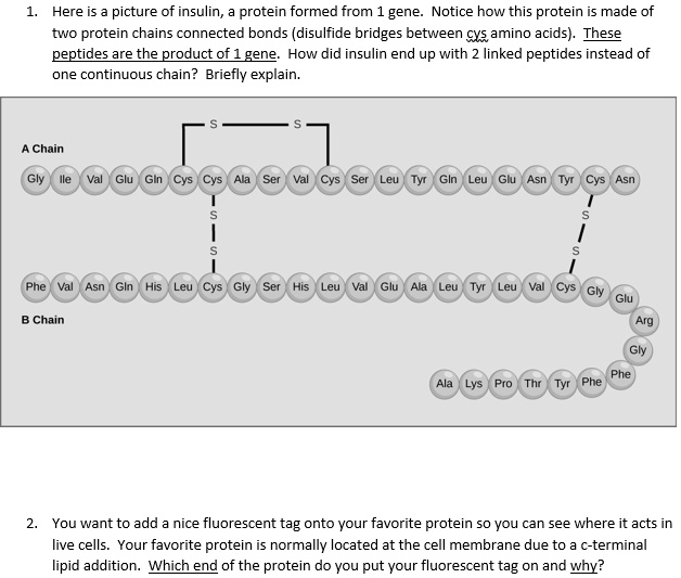 SOLVEDHere is picture of insulin; protein formed from gene Notice how