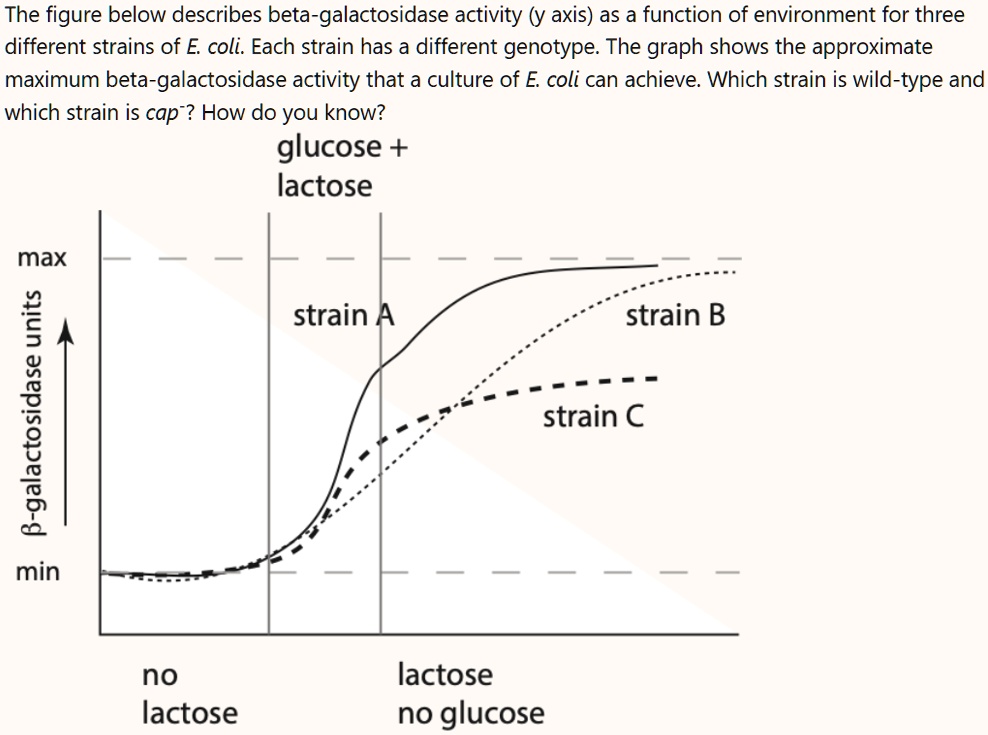 SOLVED: The figure below describes beta-galactosidase activity (y-axis ...