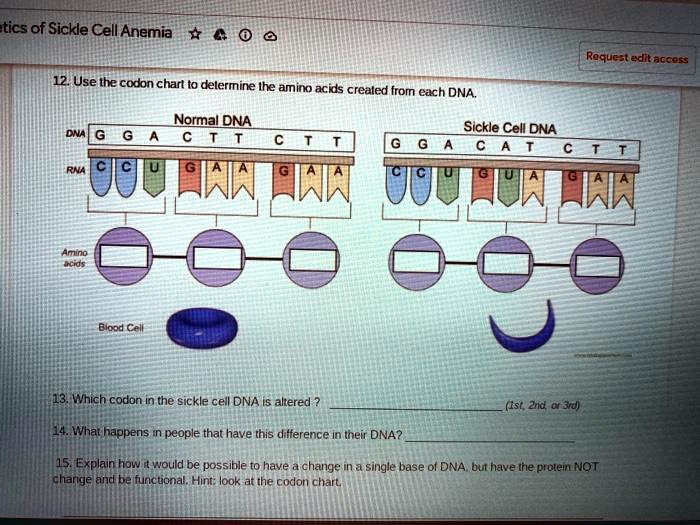 Which Codon in the Sickle Cell DNA Is Altered-Genetics Explained