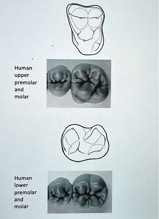 SOLVED Label the principal cusps and basins and identify and label