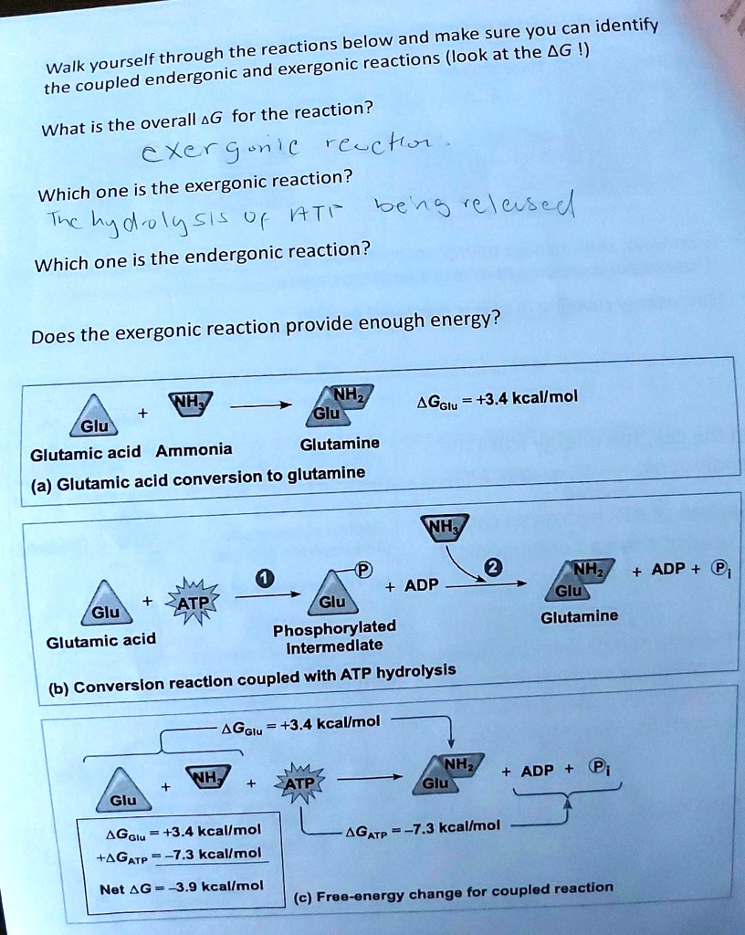 Exergonic SOLVED: The coupled endergonic and exergonic reactions (look at the G ...