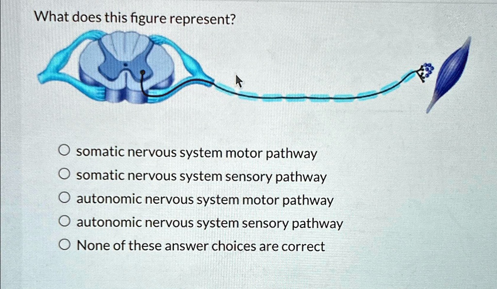 SOLVED: What does this figure represent? somatic nervous system motor ...