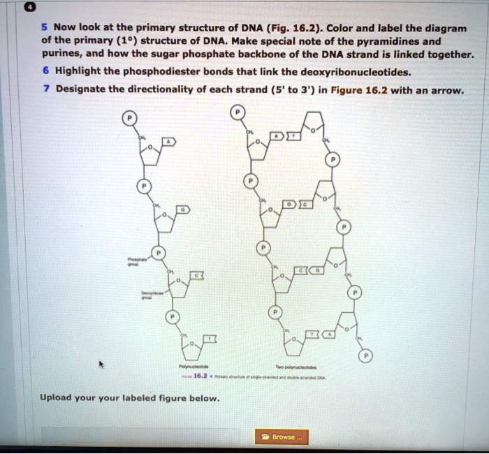 SOLVED: Now look at the primary structure of DNA (Fig: 16.2) Color and ...