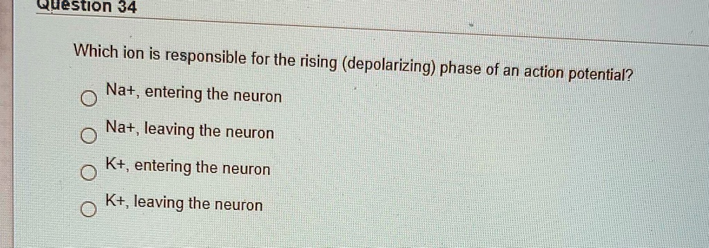 which is responsible for depolarizing phase of action potential