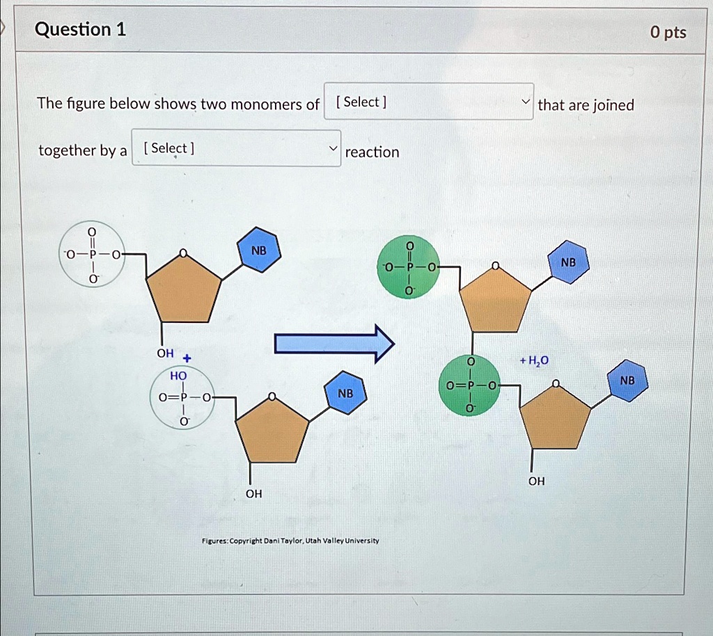 SOLVED: Question 1 0 pts The figure below shows two monomers of that ...